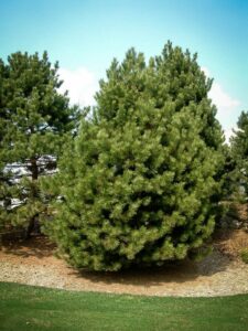 Сосна Чёрная (Pinus Nigra) купить по цене от 270.00р. в интернет-магазине «Посадика» с доставкой почтой в в Усольее и по всей России – [изображение №1].