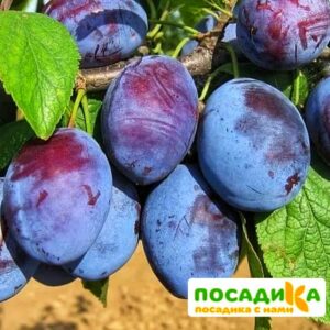 Слива Чачакская ранняя купить по цене от 229.00р. в интернет-магазине «Посадика» с доставкой почтой в в Усольее и по всей России – [изображение №1].