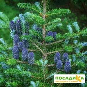 Пихта корейская (Abies koreana) купить по цене от 450.00р. в интернет-магазине «Посадика» с доставкой почтой в в Усольее и по всей России – [изображение №1].