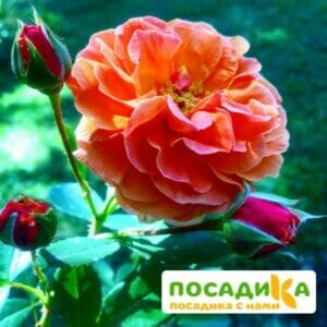 Роза Арабия купить по цене от 350.00р. в интернет-магазине «Посадика» с доставкой почтой в в Усольее и по всей России – [изображение №1].