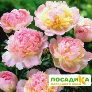 Пион Распберри Сандей (Paeonia Raspberry Sundae) купить по цене от 959р. в интернет-магазине «Посадика» с доставкой почтой в в Усольее и по всей России – [изображение №1].