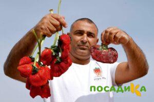 Клубника Гигант Джорнея купить по цене от 266р. в интернет-магазине «Посадика» с доставкой почтой в в Усольее и по всей России – [изображение №1].
