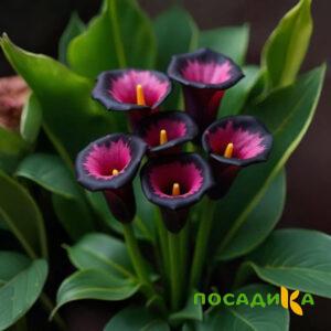 Калла Аура Лейс купить по цене от 400р. в интернет-магазине «Посадика» с доставкой почтой в в Усольее и по всей России – [изображение №1].