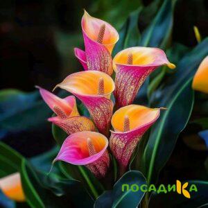 Калла Оникс купить по цене от 450р. в интернет-магазине «Посадика» с доставкой почтой в в Усольее и по всей России – [изображение №1].