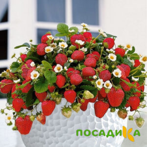 Клубника Рубиновый Шепот (горшечная) купить по цене от 240р. в интернет-магазине «Посадика» с доставкой почтой в в Усольее и по всей России – [изображение №1].