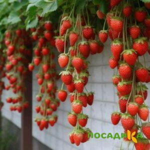 Клубника вьющаяся Комплимент купить по цене от 470р. в интернет-магазине «Посадика» с доставкой почтой в в Усольее и по всей России – [изображение №1].