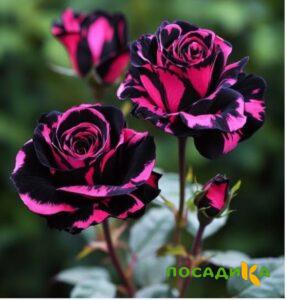 Роза Багровый Шепот купить по цене от 366р. в интернет-магазине «Посадика» с доставкой почтой в в Усольее и по всей России – [изображение №1].