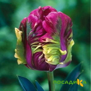 Тюльпан Экзотик Хэвен купить по цене от 186р. в интернет-магазине «Посадика» с доставкой почтой в в Усольее и по всей России – [изображение №1].