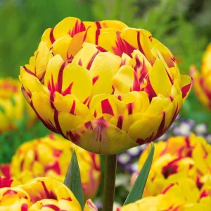 Тюльпан махровый Голден Ницц купить по цене от 361р. в интернет-магазине «Посадика» с доставкой почтой в в Усольее и по всей России – [изображение №1].
