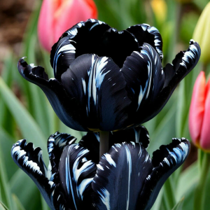 Тюльпан Шелк Нуар купить по цене от 219р. в интернет-магазине «Посадика» с доставкой почтой в в Усольее и по всей России – [изображение №1].