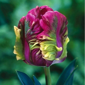 Тюльпан Экзотик Хэвен купить по цене от 186р. в интернет-магазине «Посадика» с доставкой почтой в в Усольее и по всей России – [изображение №1].