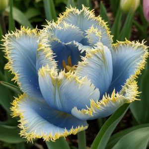 Тюльпан Махровый Амплуа купить по цене от 199р. в интернет-магазине «Посадика» с доставкой почтой в в Усольее и по всей России – [изображение №1].